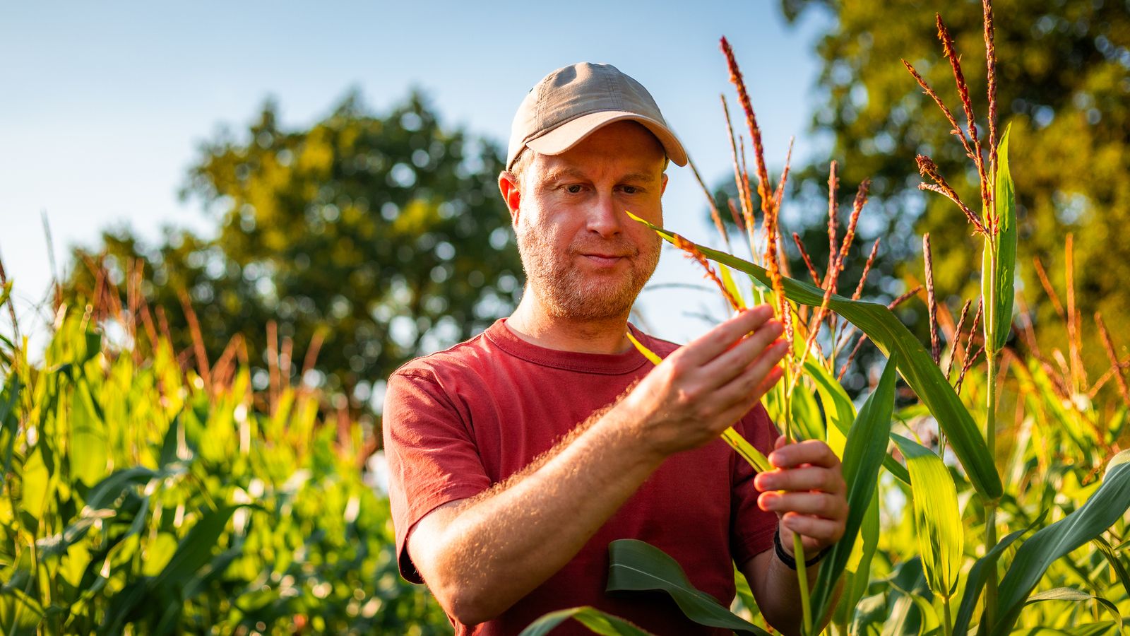 La cosecha del maíz depende de si este es dulce o de grano seco