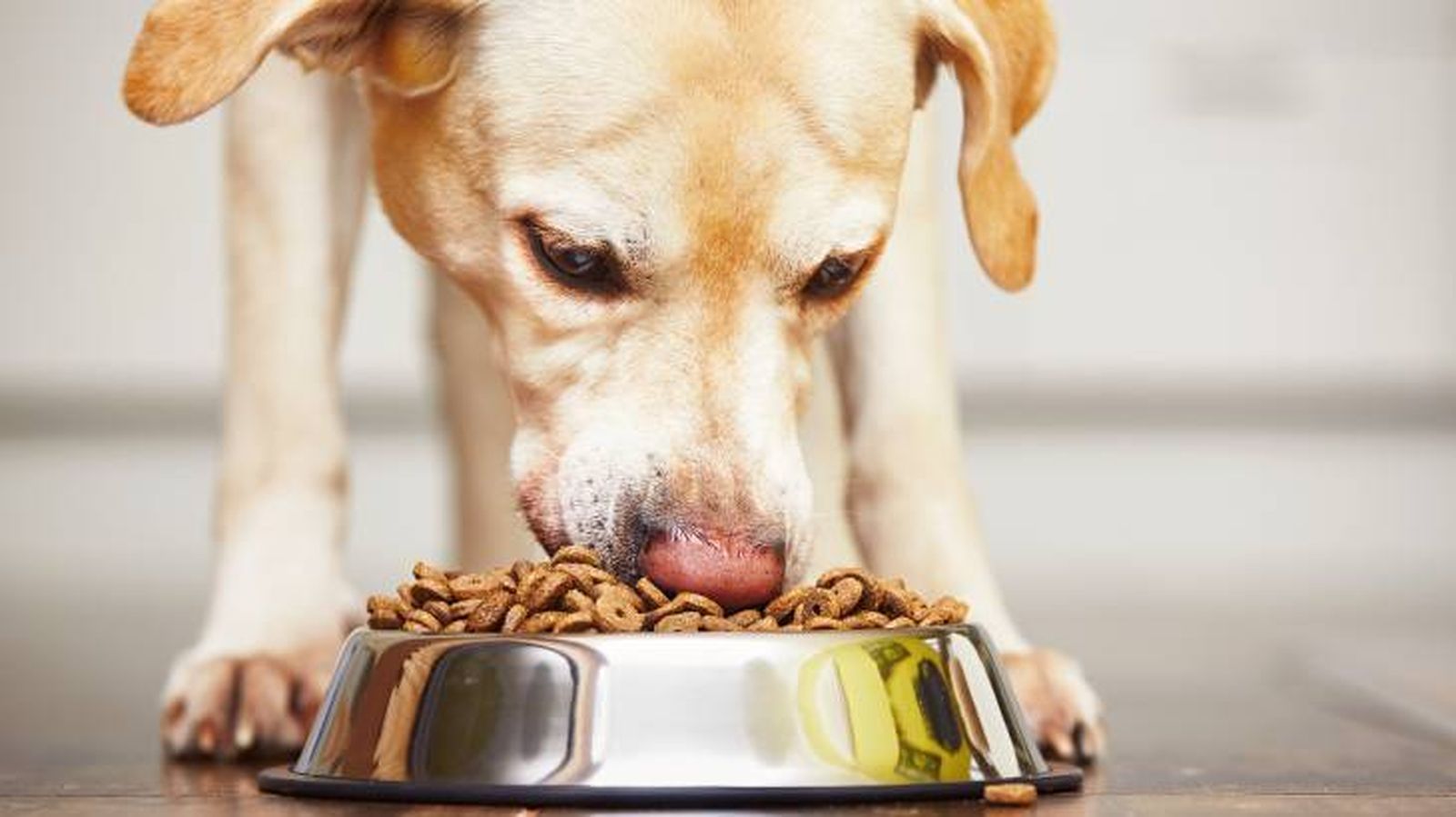 problemas digestivos labradores sintomas problemas digestivos labradores sintomas