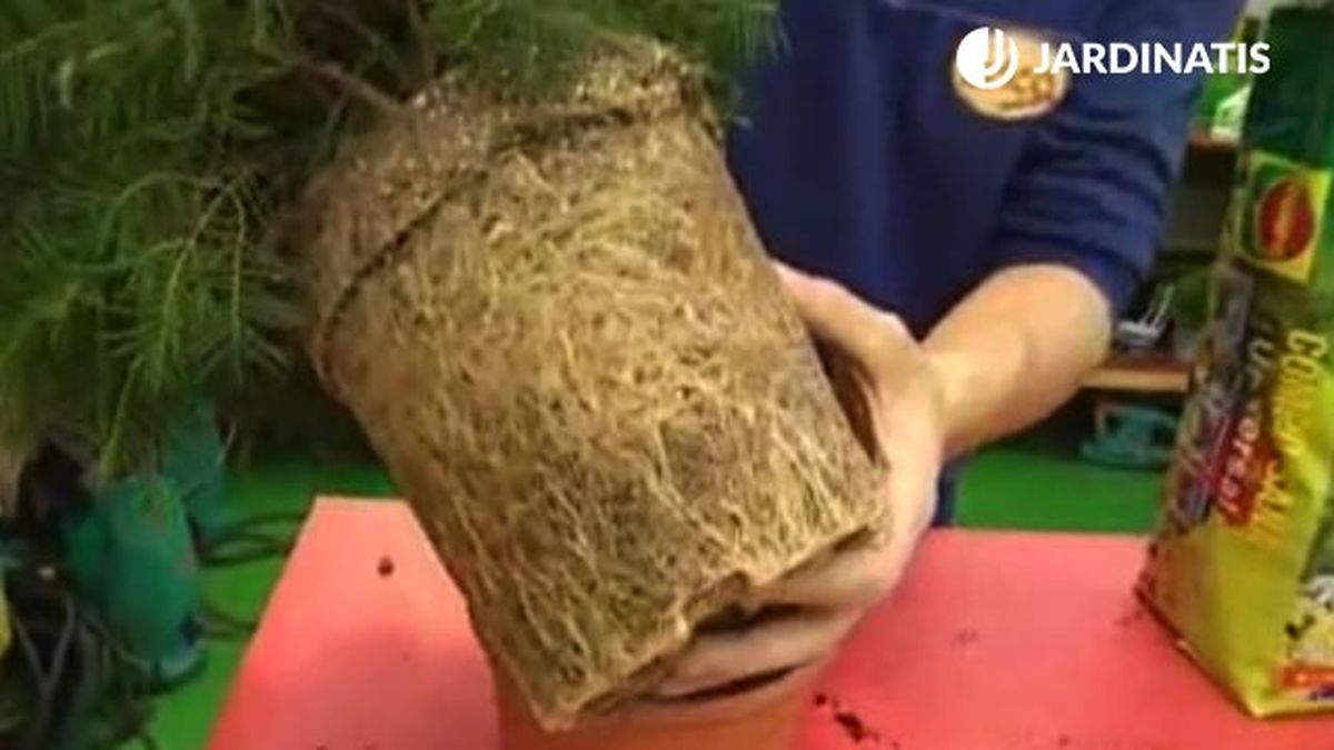 raices de planta en contenedor que sustrato necesita brico jardin