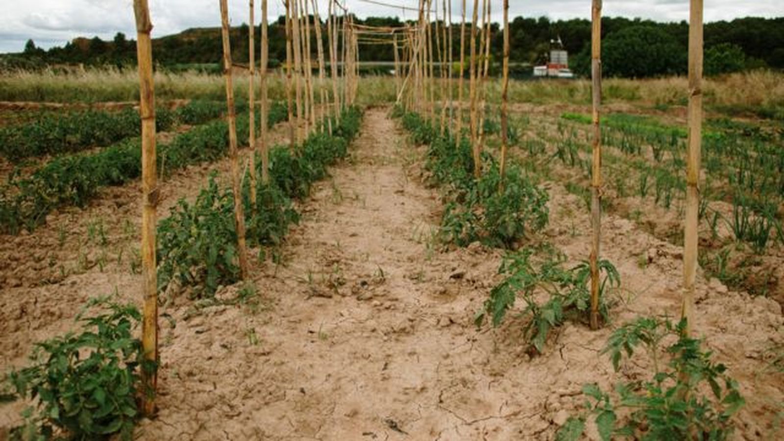 distancia adecuada entre tomateras distancia adecuada entre tomateras