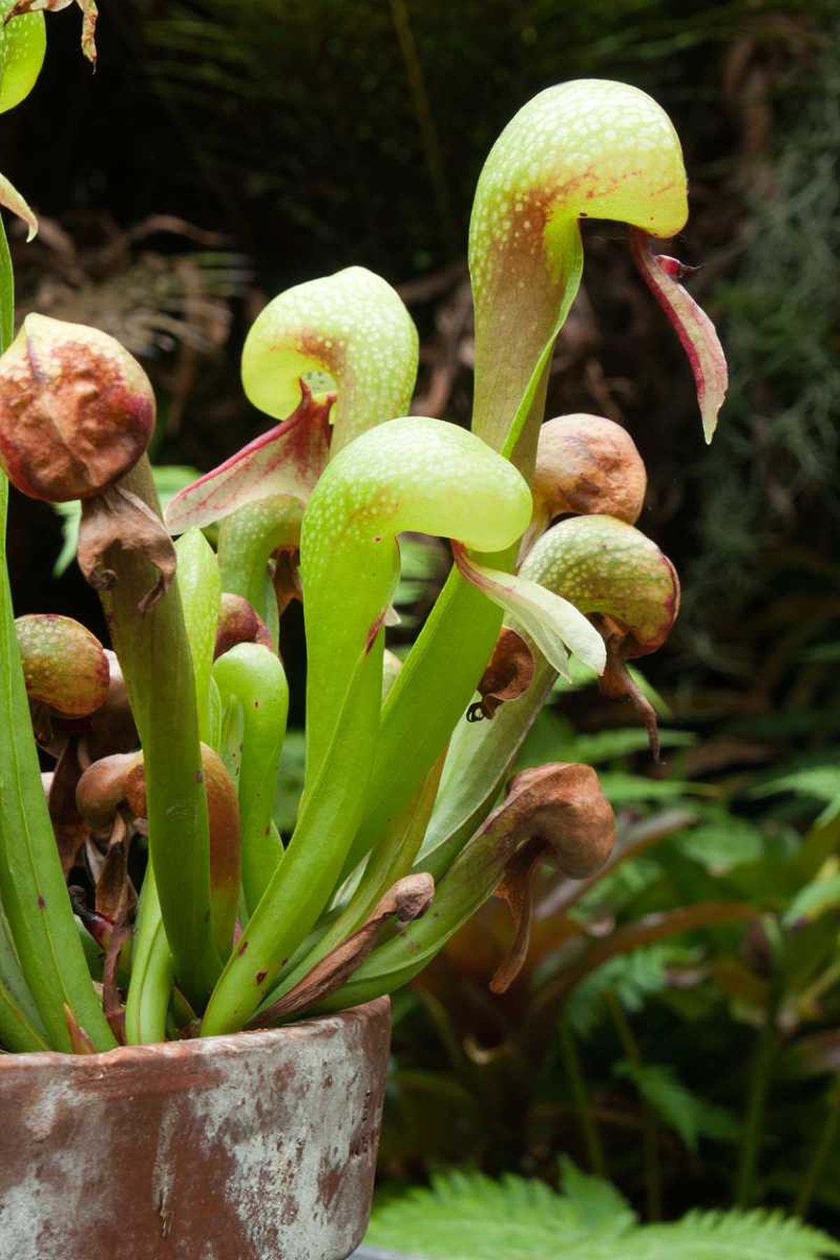 Darlingtonia californica.