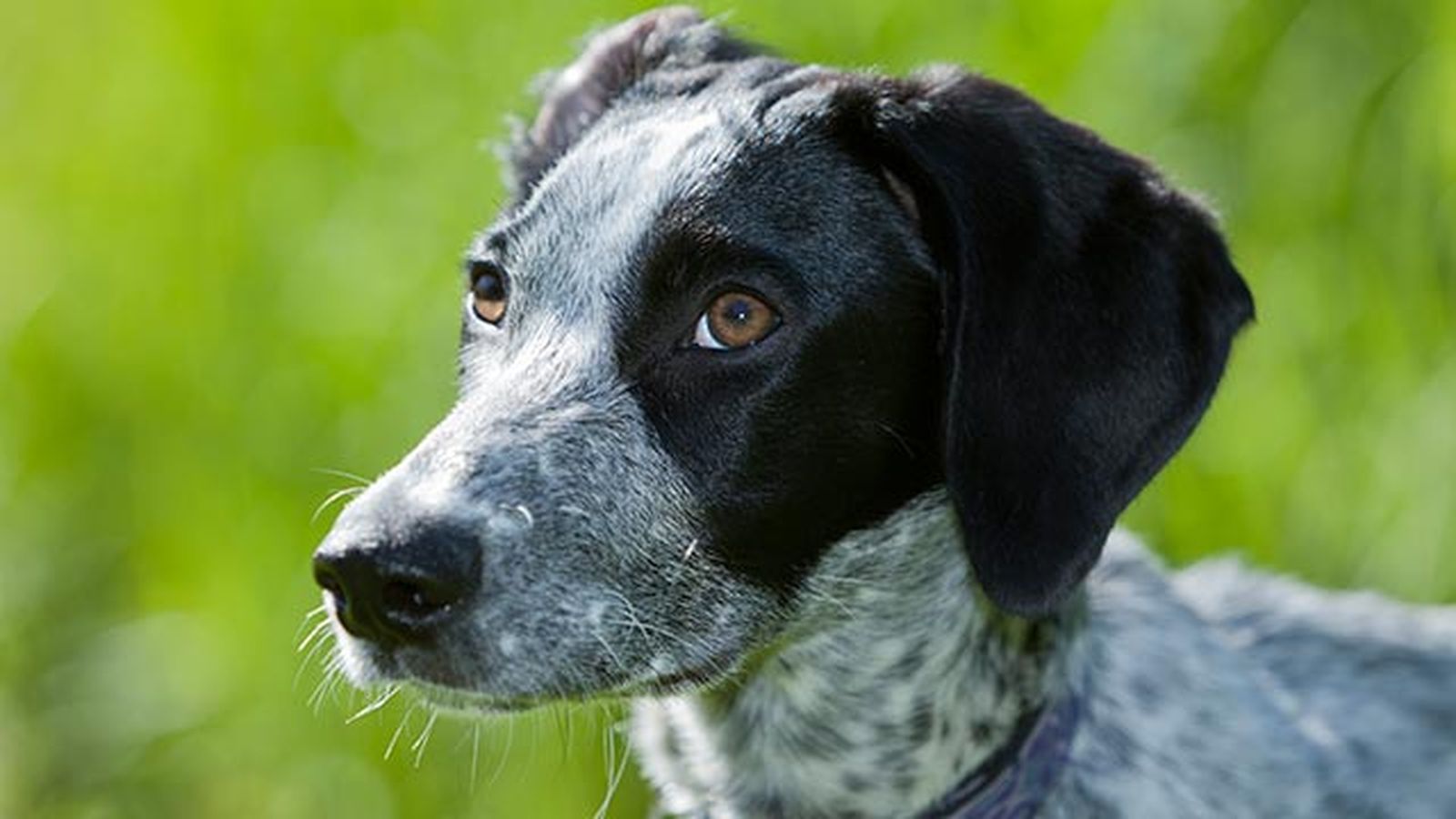 perro eurohound 1 perro eurohound 1