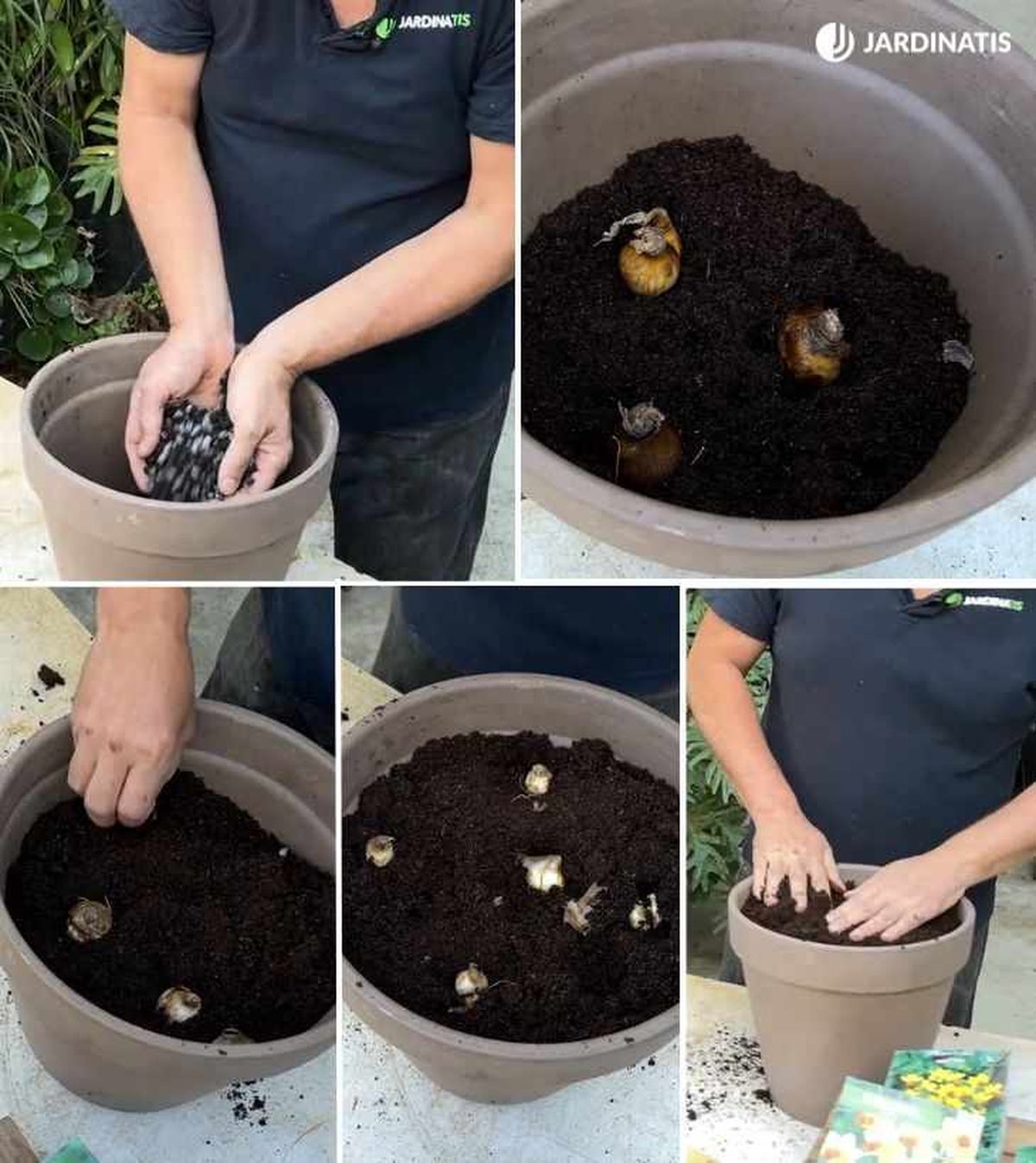 como plantar narcisos en maceta