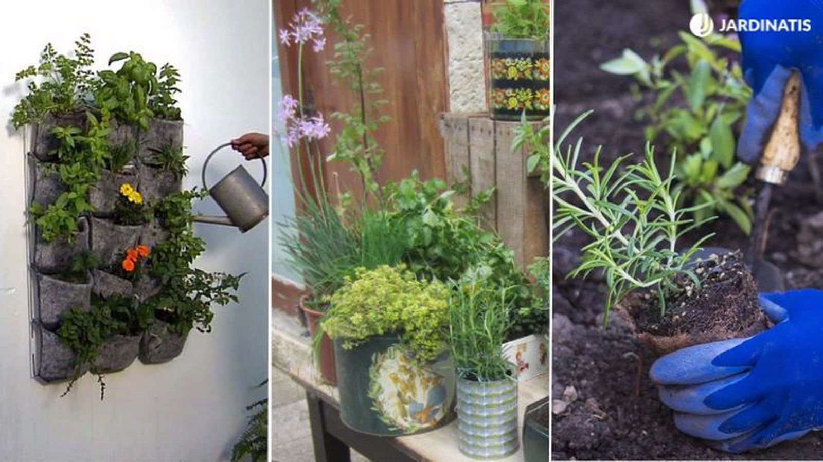 donde cultivar plantas aromaticas 3 donde cultivar plantas aromaticas 3