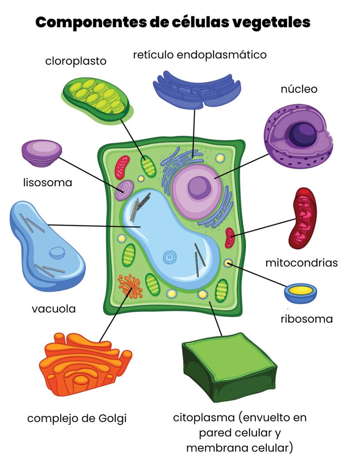 componentes de celulas vegetales