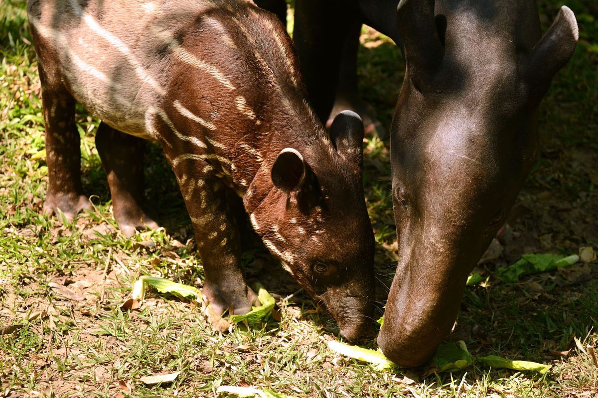 tapir malayo cria