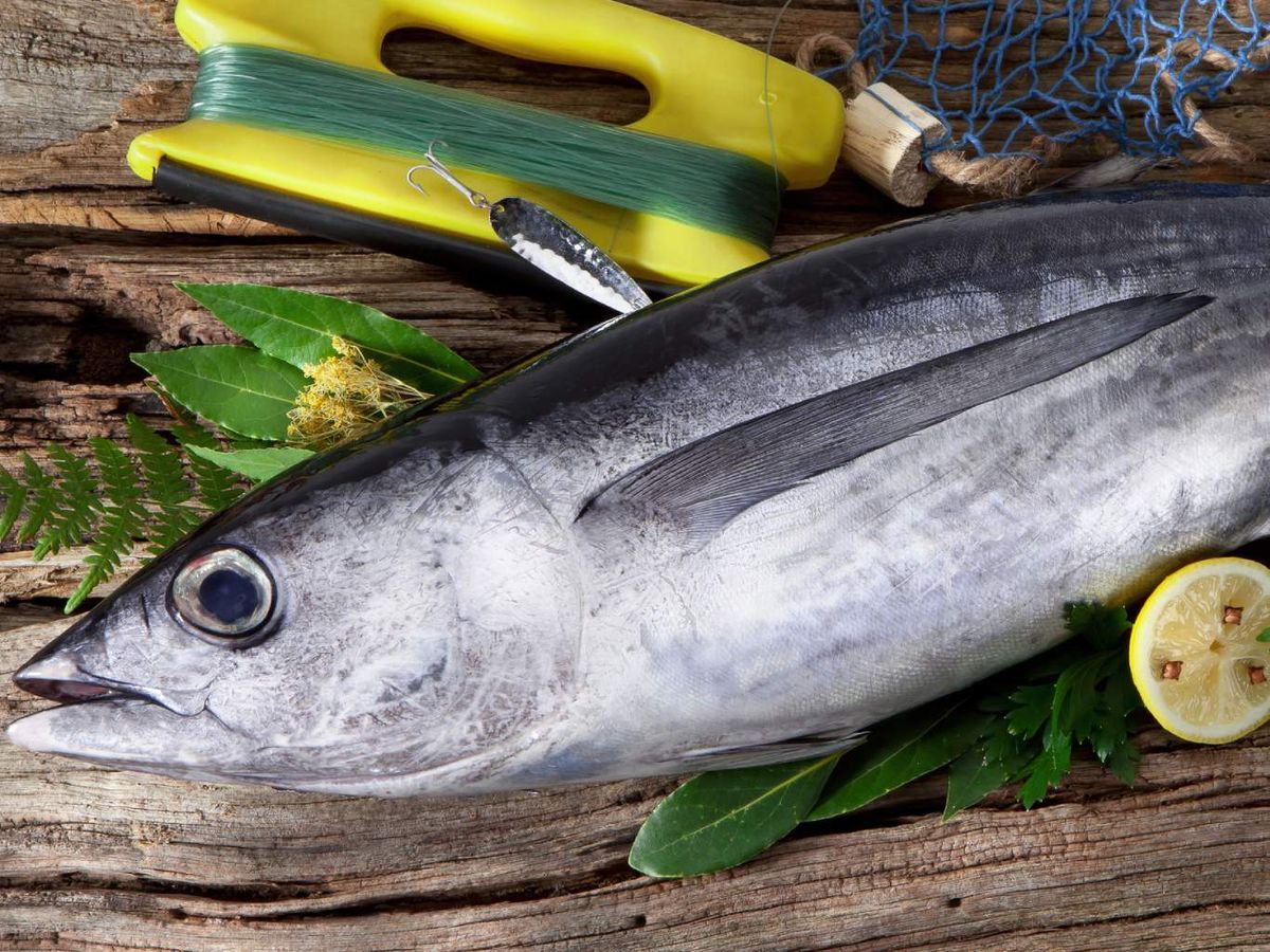 La ventresca es la pieza que recubre la zona del vientre de los túnidos, justo debajo de la cabeza