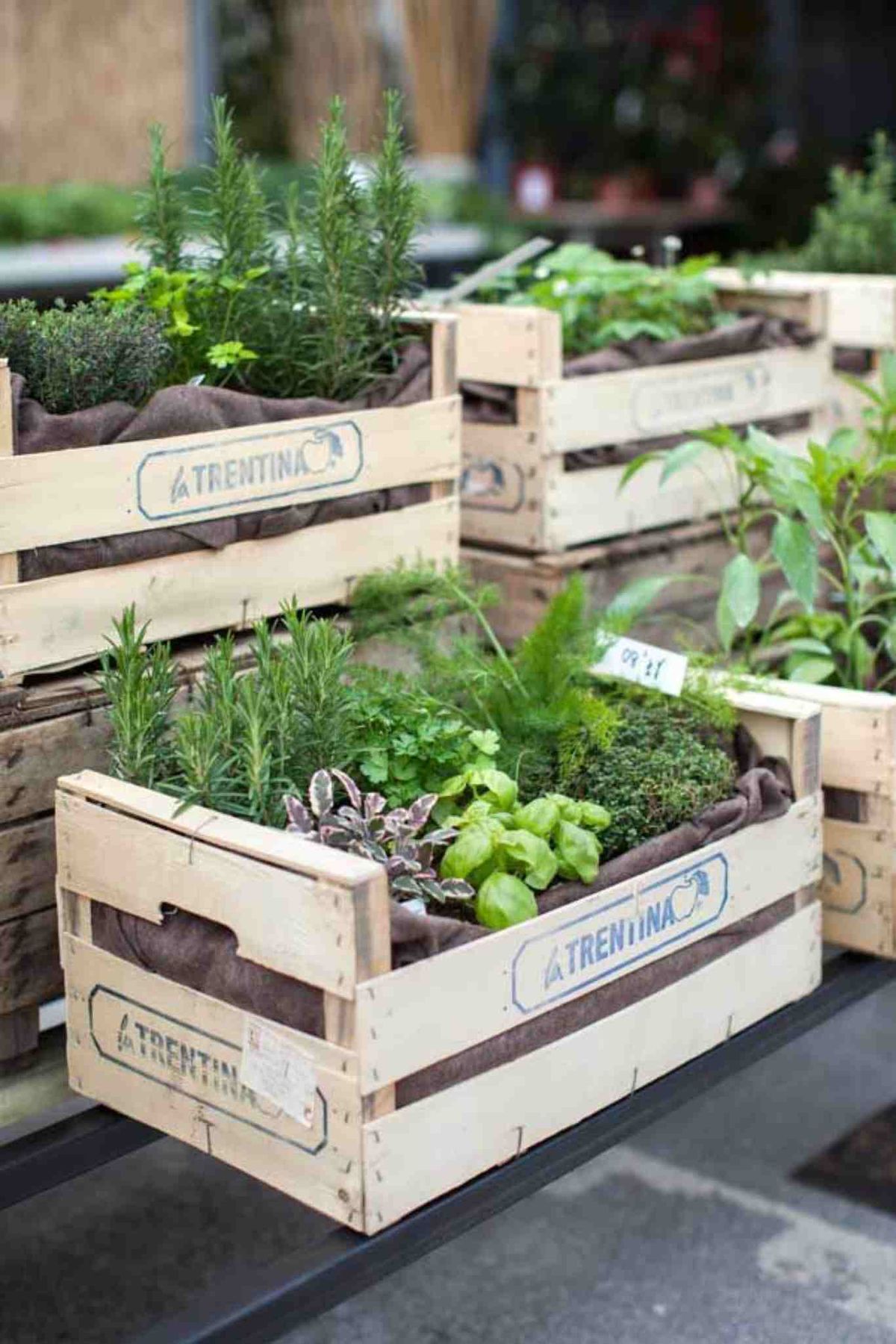 Cajas fruta como huerto urbano para aromaticas.