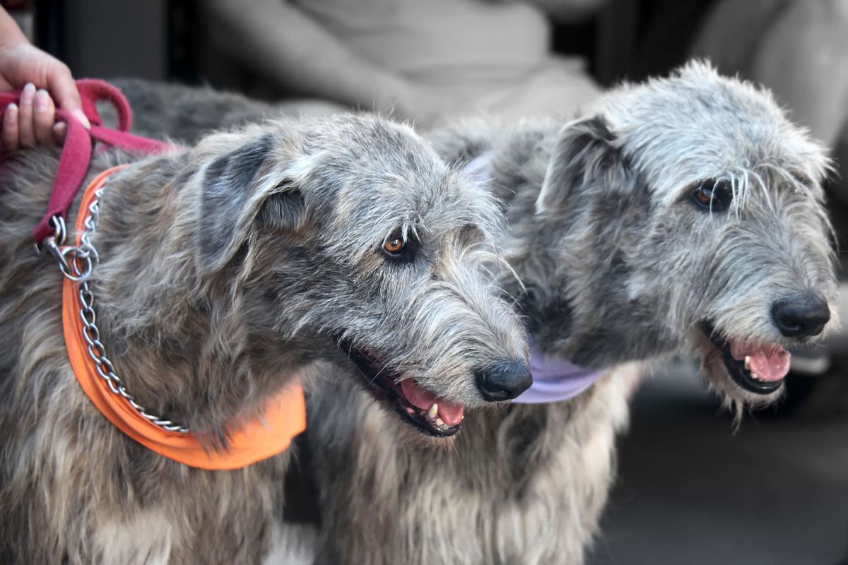 tipos de galgo wolfhound