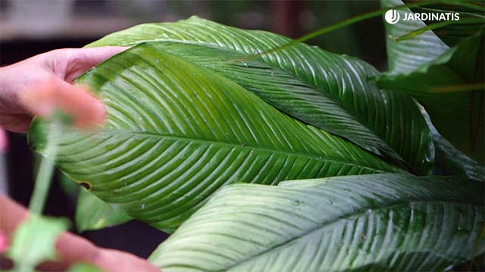 brico 921 hojas amarillas plantas exceso sol brico 921 hojas amarillas plantas exceso sol