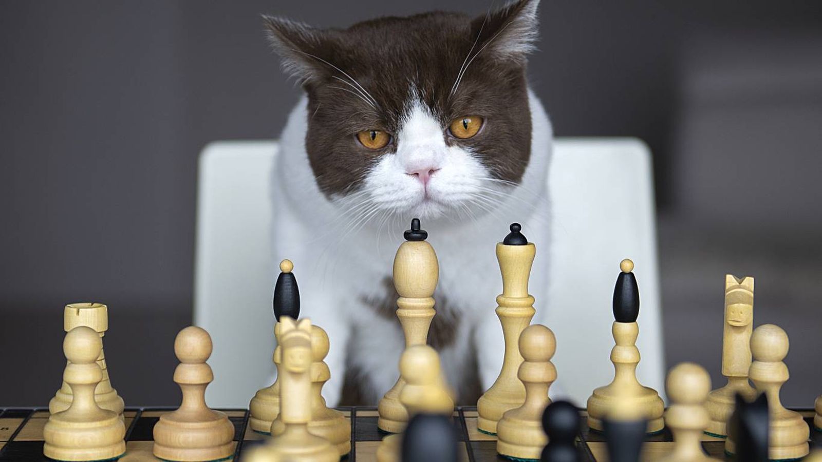 Gato jugando al ajedrez.