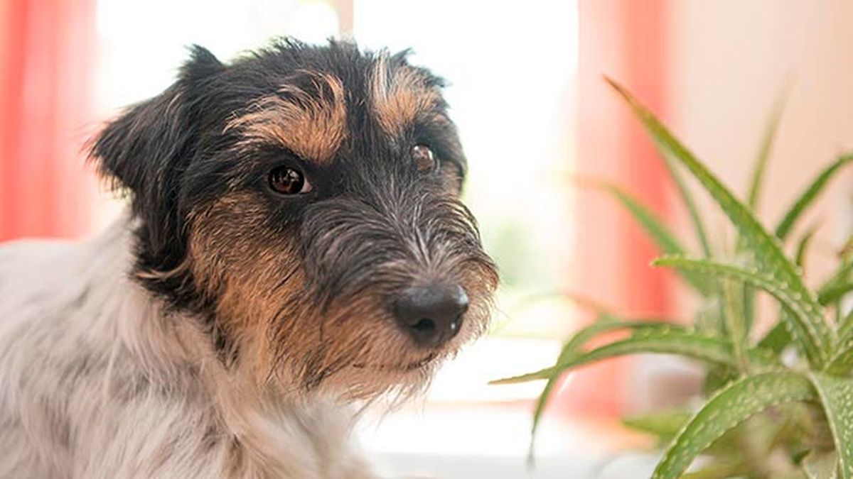4 remedios caseros para la piel de las mascotas aloe vera