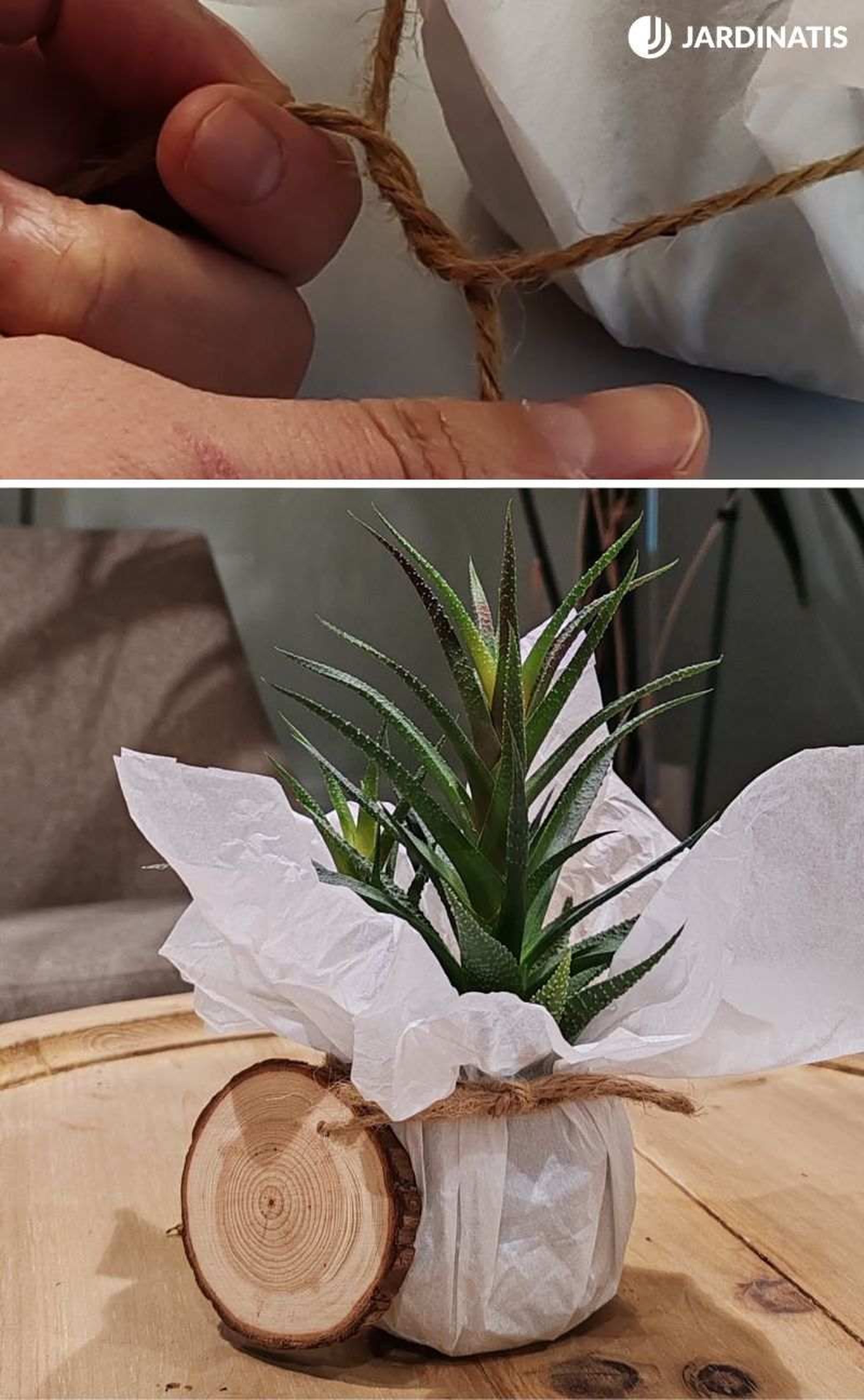 Ata la cuerda para envolver la planta Ata la cuerda para envolver la planta