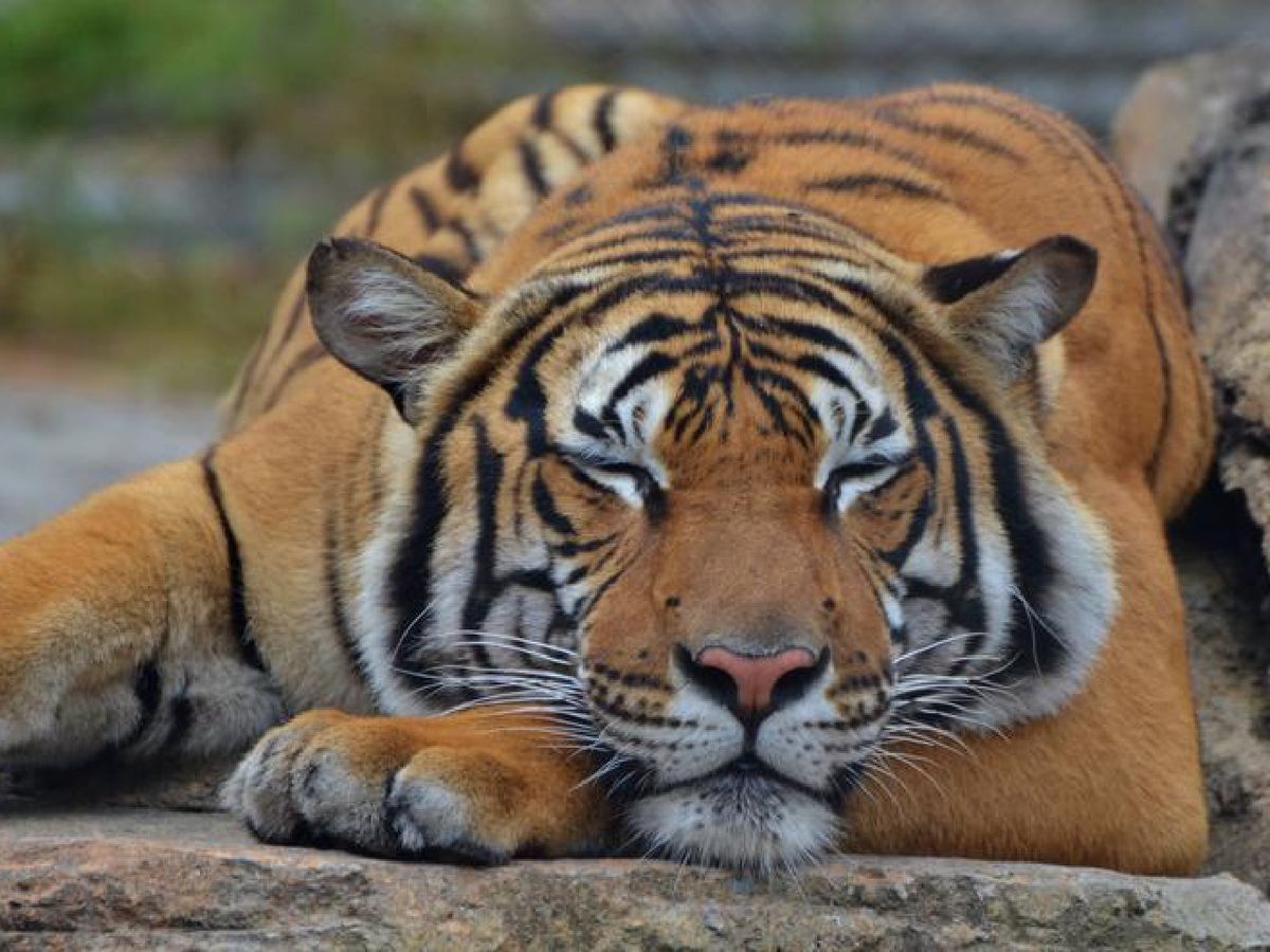 El tigre puede dormir más de 16 horas al día