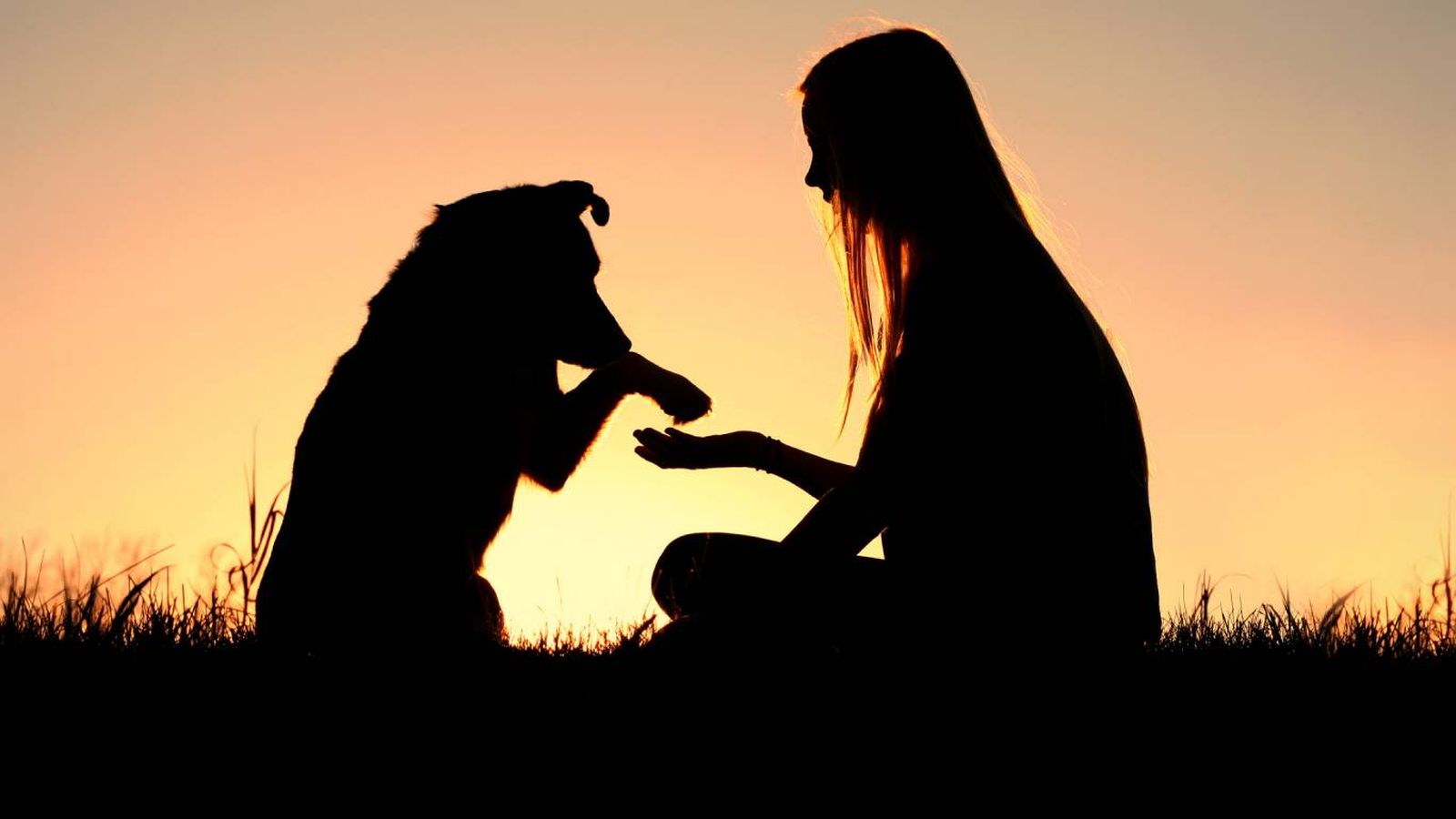 Un año de perro equivale a siete años humanos