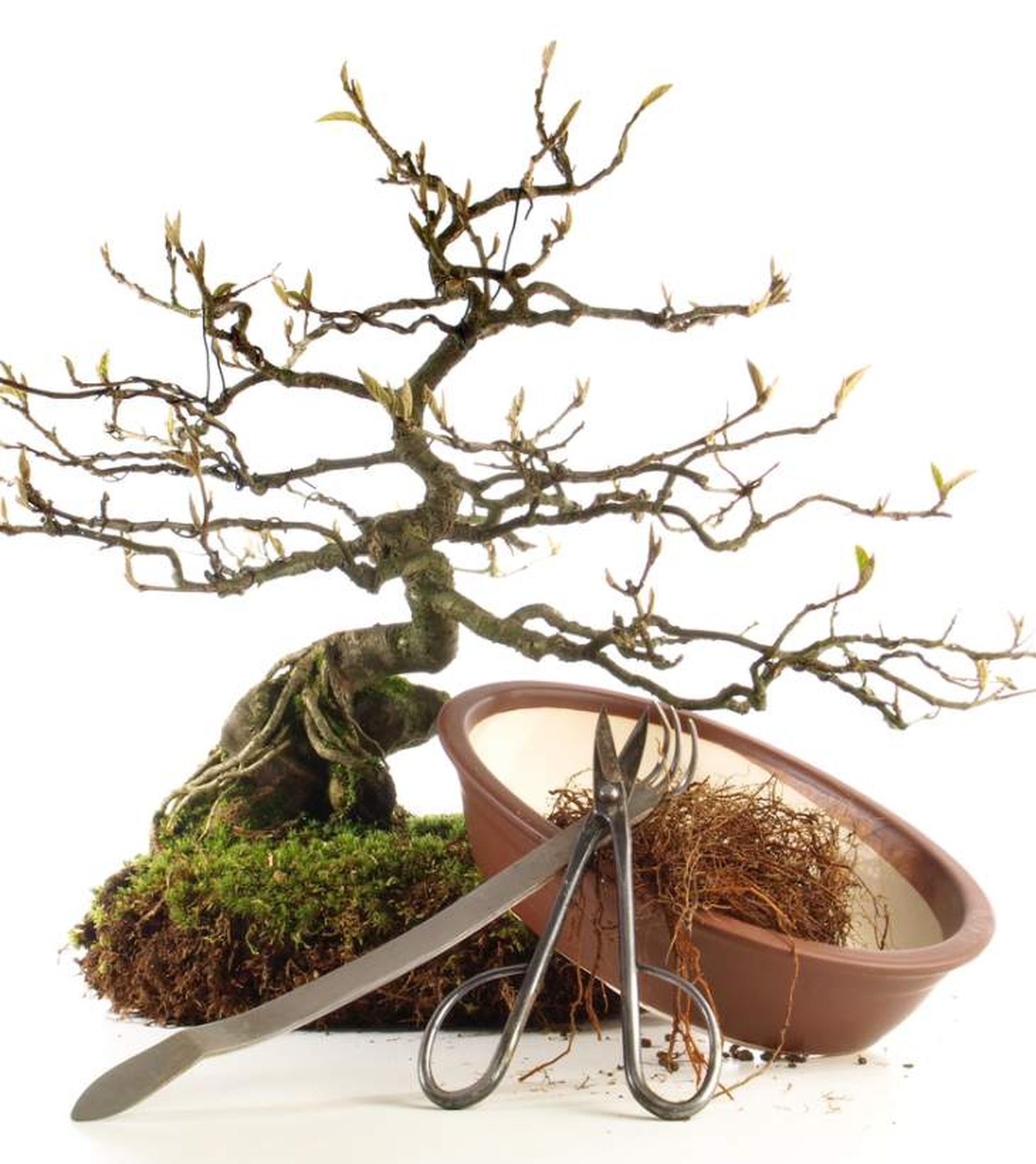 bonsaís kokedama