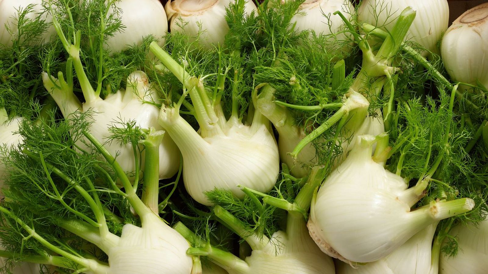 El hinojo, la hierba aromática que no puede faltar en tu cocina