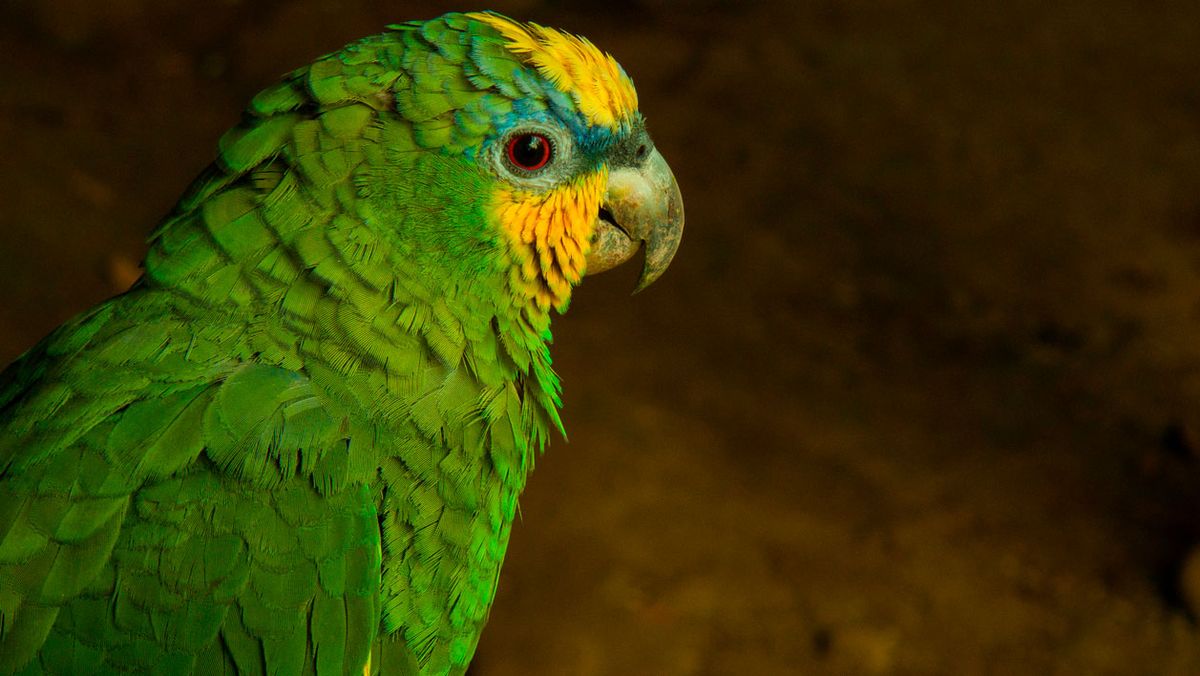 loro del amazonas