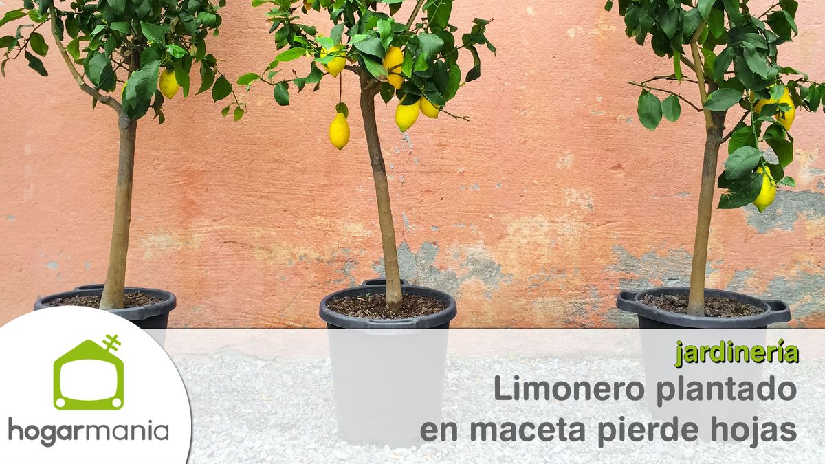 limonero maceta pierde hojas xl