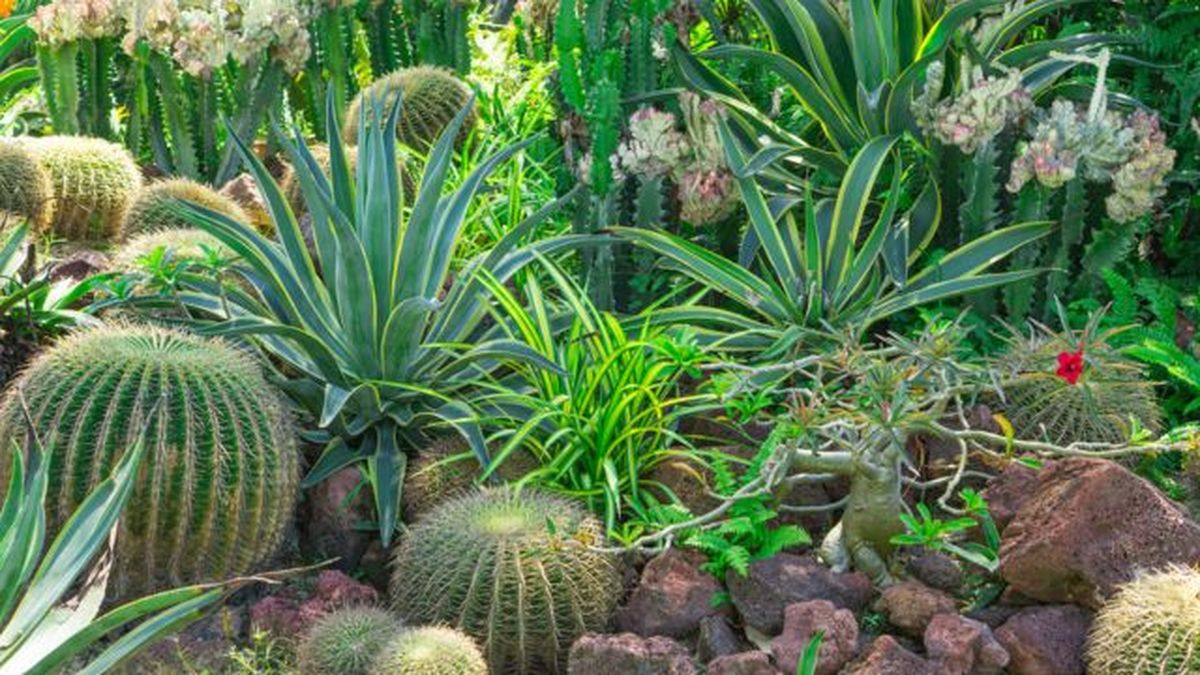 xerojardineria que es y beneficiosos