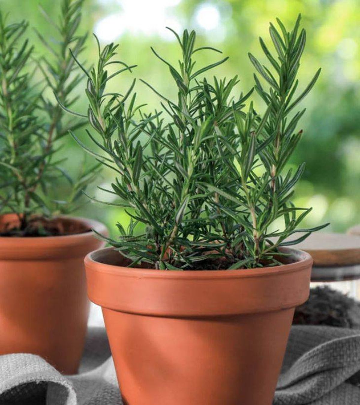 romero planta aromatica