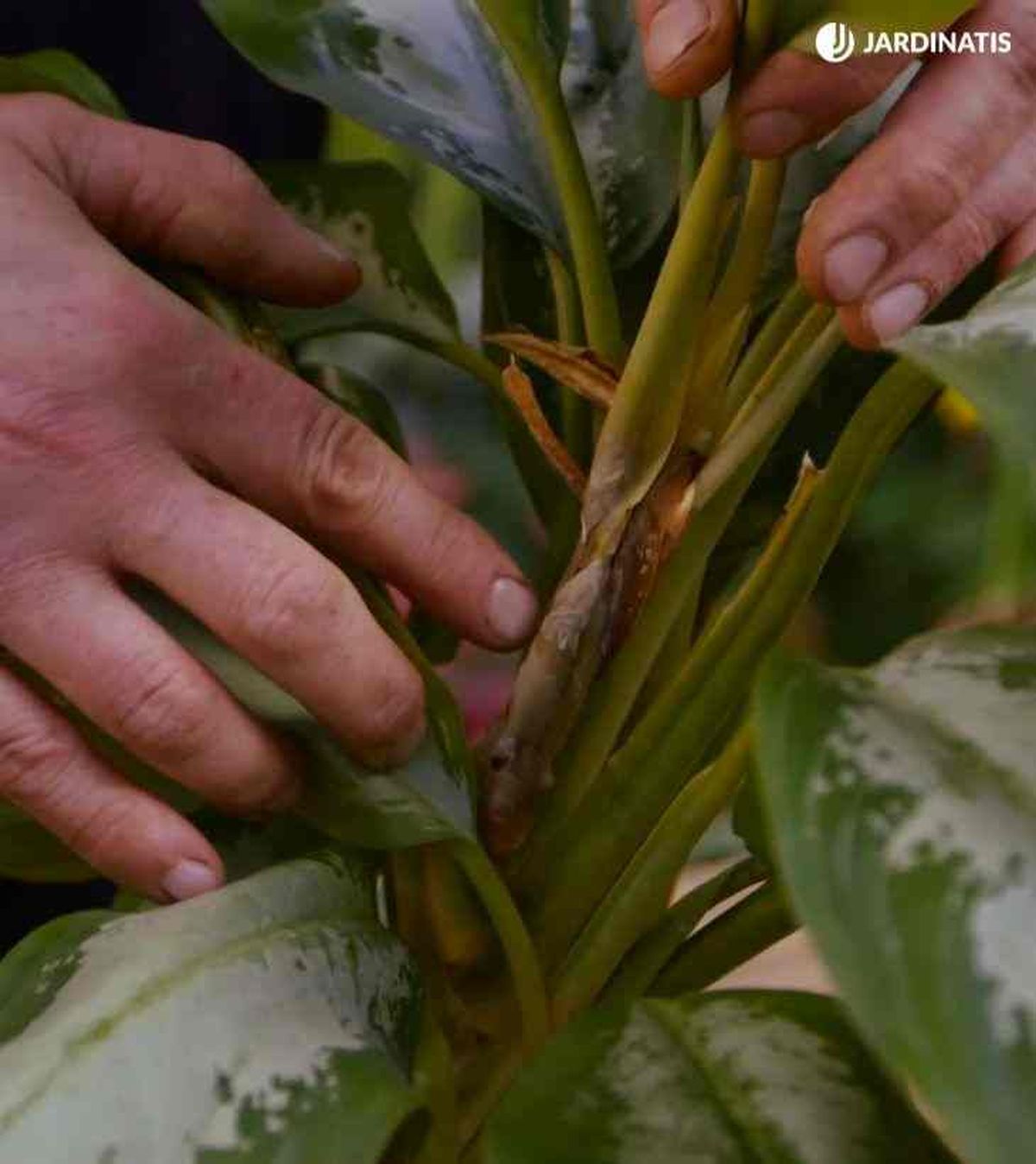 recuperar aglaonema de heladabrico 904