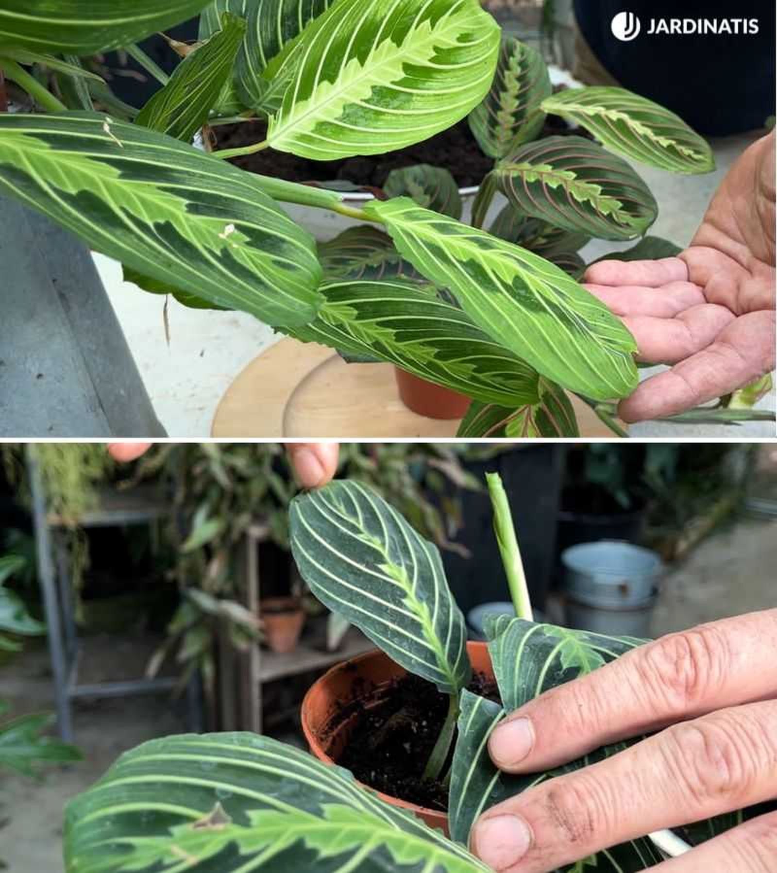 Maranta Kerchoveana Variegata