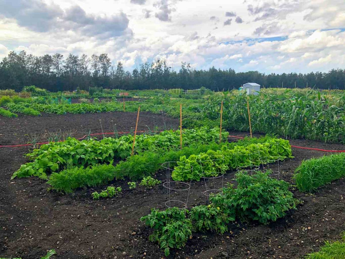Es necesario calcular el número de plantas en función del tipo de marco de plantación.