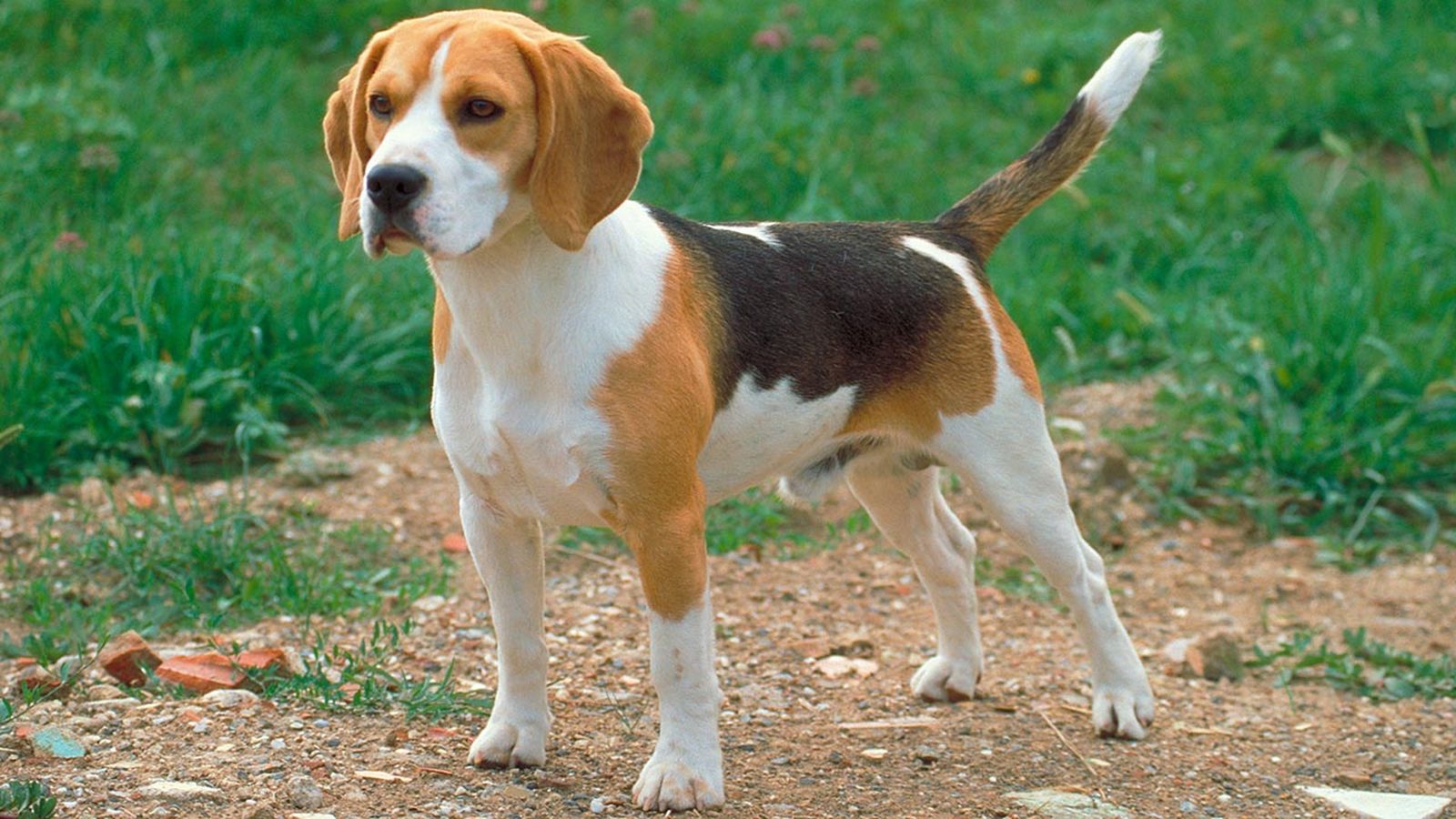 razas perros pequenos 12 beagle