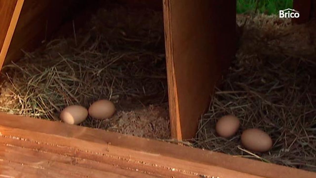 Como hacer gallinero casero movil   huevos