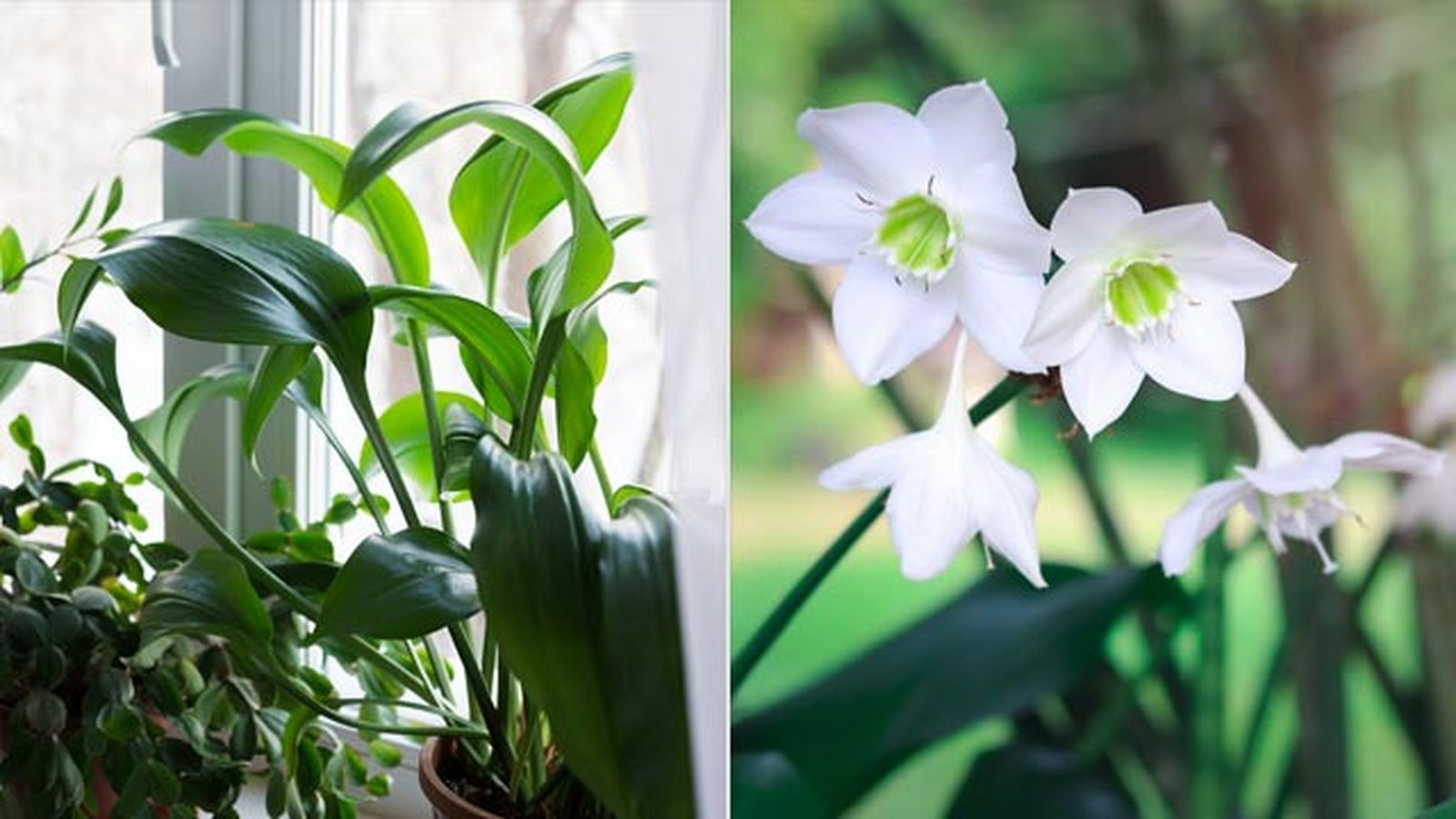Eucharis planta de interior con flores blancas deco jardin Eucharis planta de interior con flores blancas deco jardin