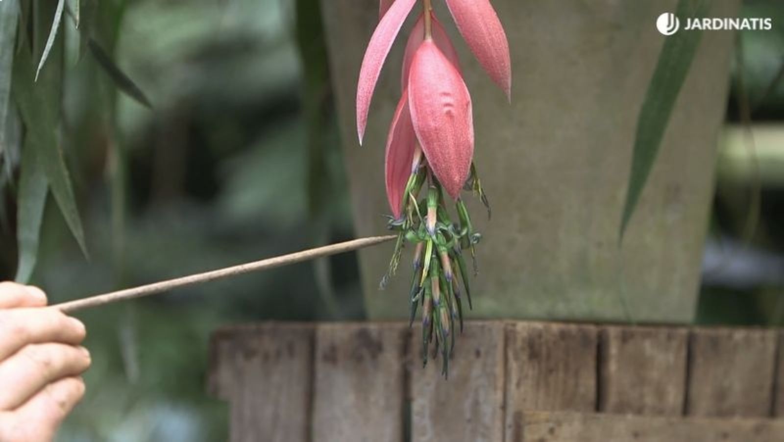 Inflorescencia de la Billbergia windii Inflorescencia de la Billbergia windii