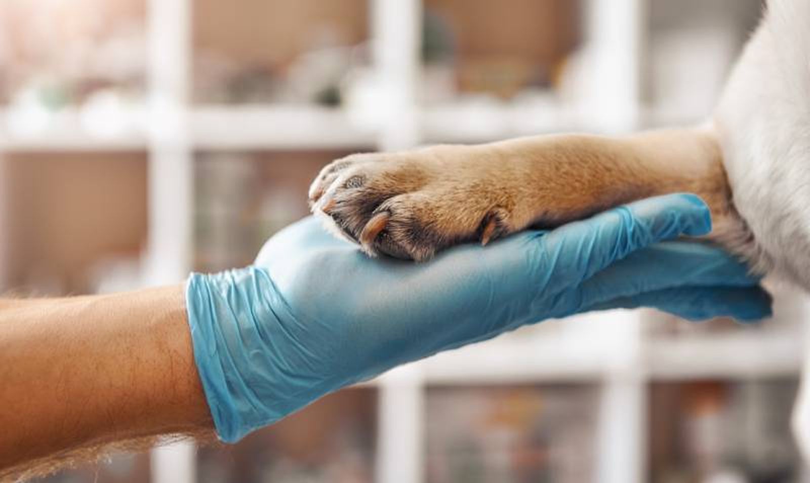 Solamente se permitirán estas mutilaciones en casos excepcionales (justificación veterinaria). Solamente se permitirán estas mutilaciones en casos excepcionales (justificación veterinaria).