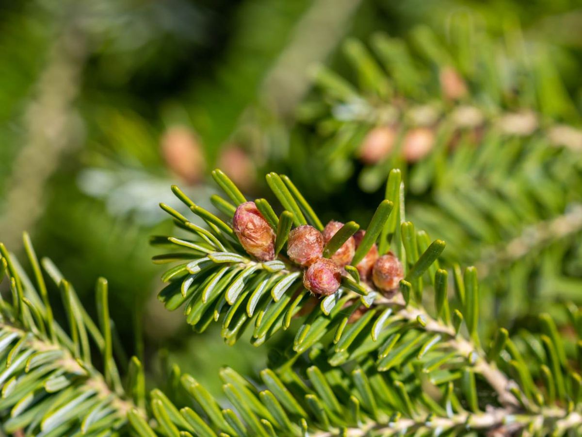 Abies alba.