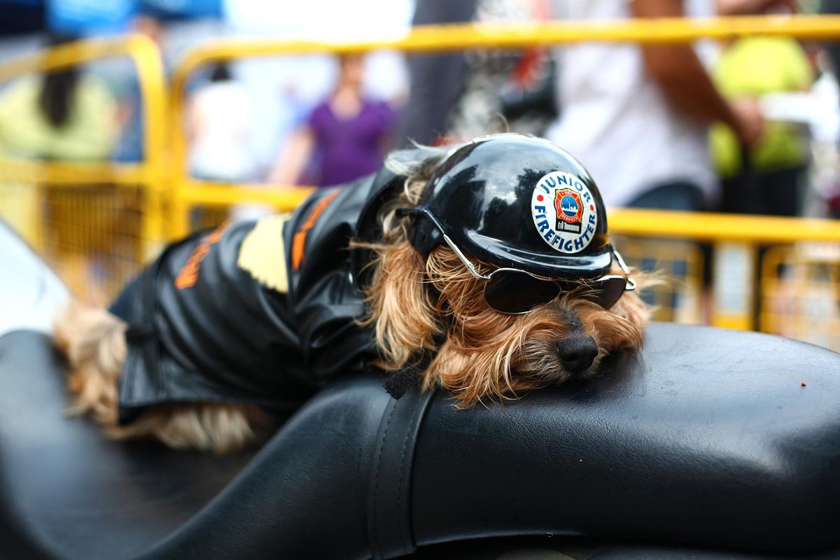 mascotas perros viajar moto1