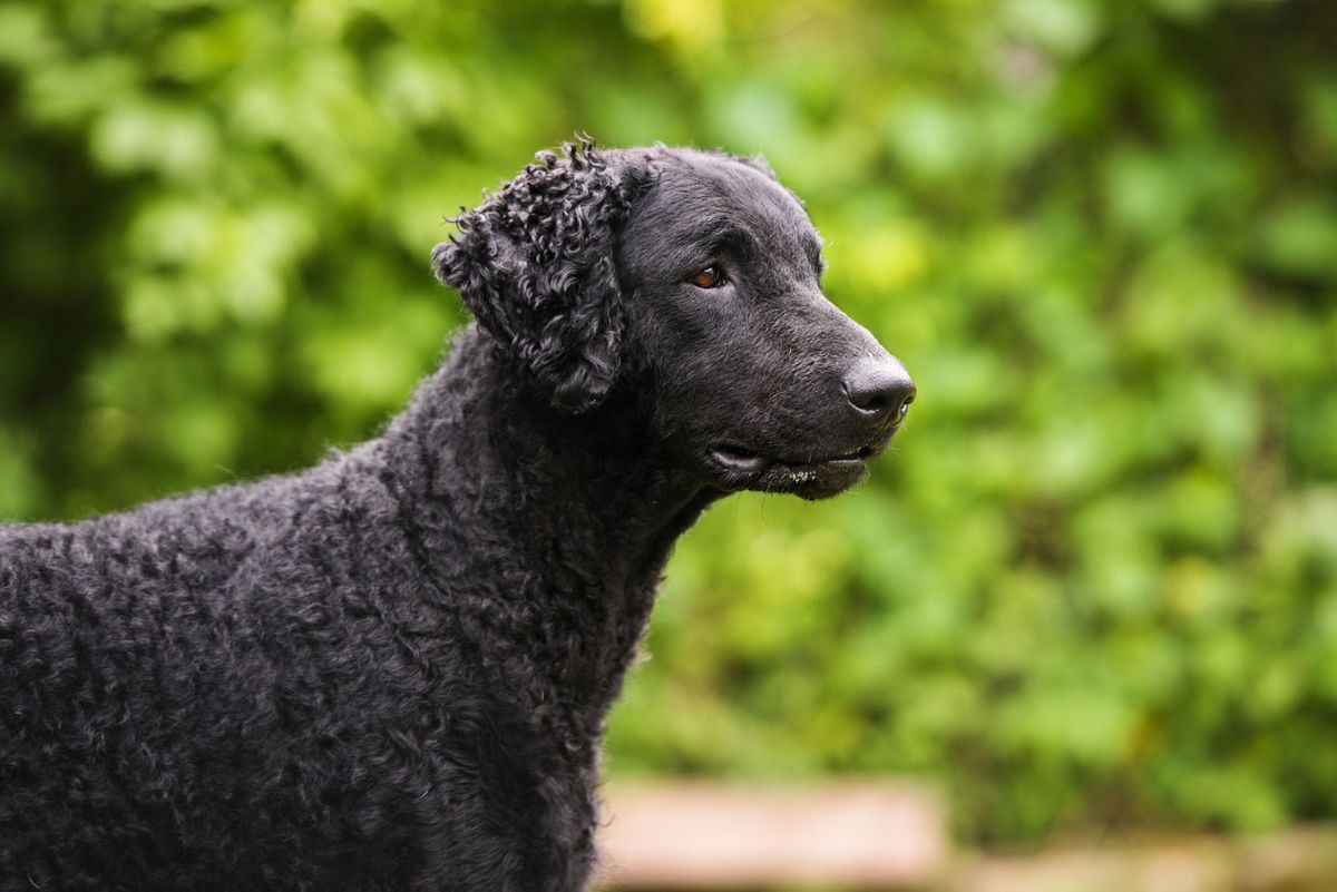 tipos de retriever curly coated retriever