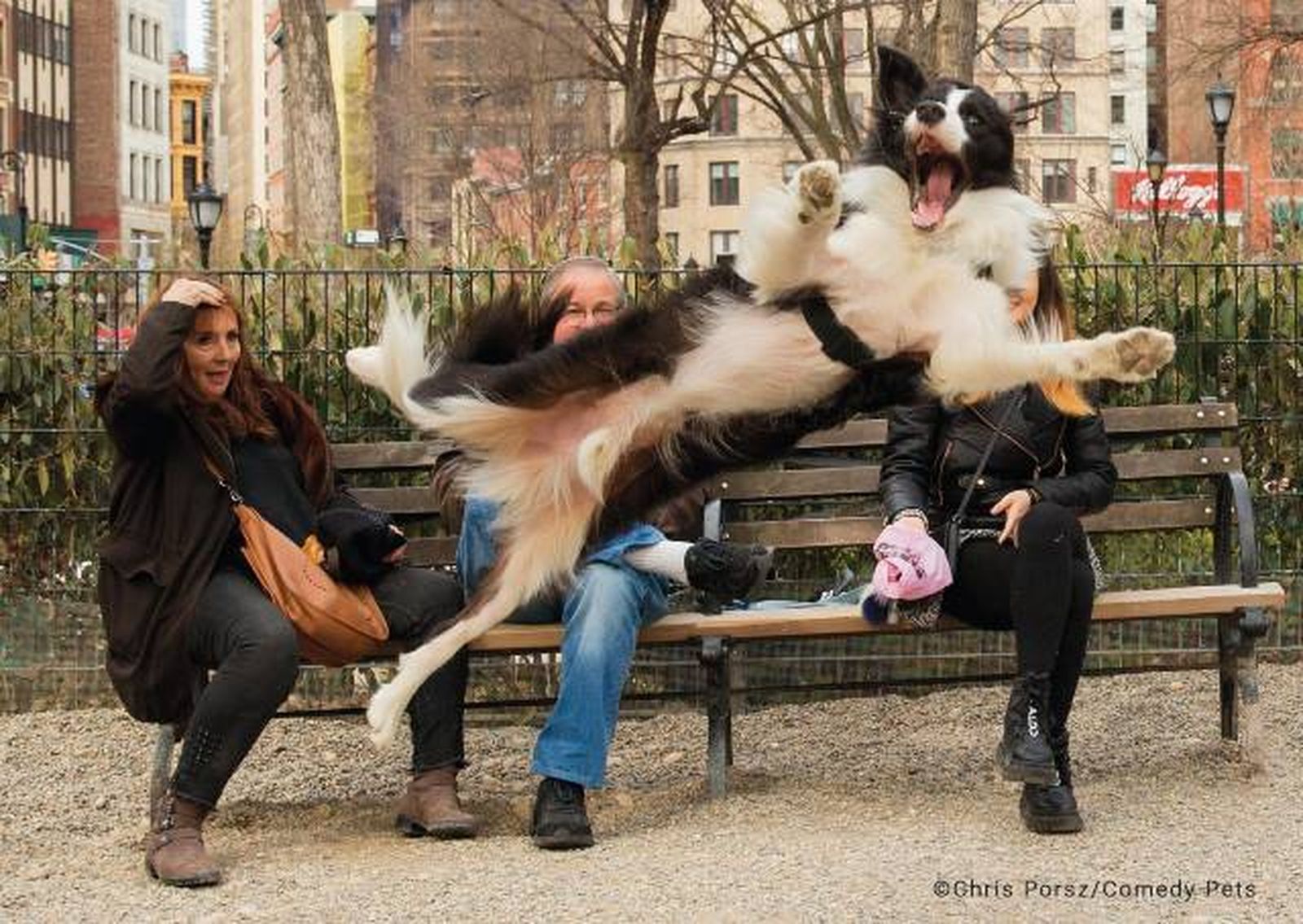 finalista2 premios fotografia Comedy Pet Photo Awards 2023