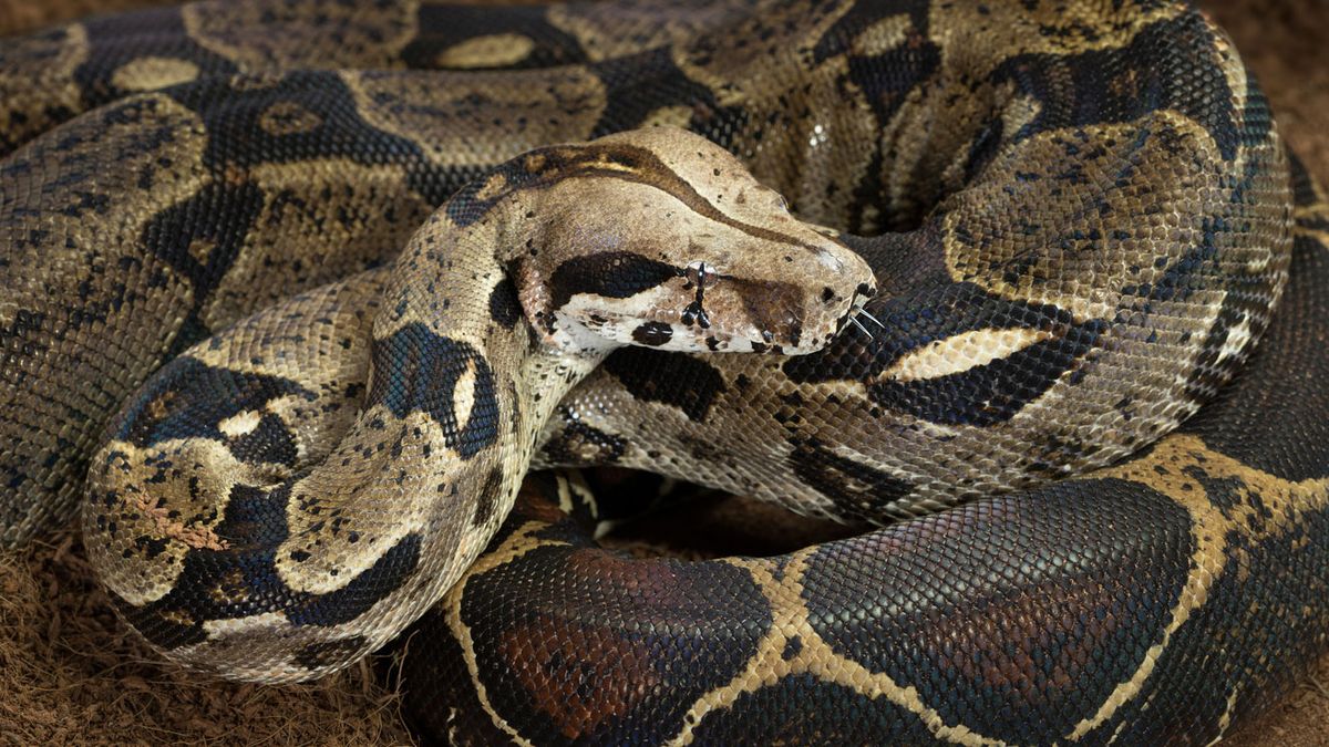 boa constrictor