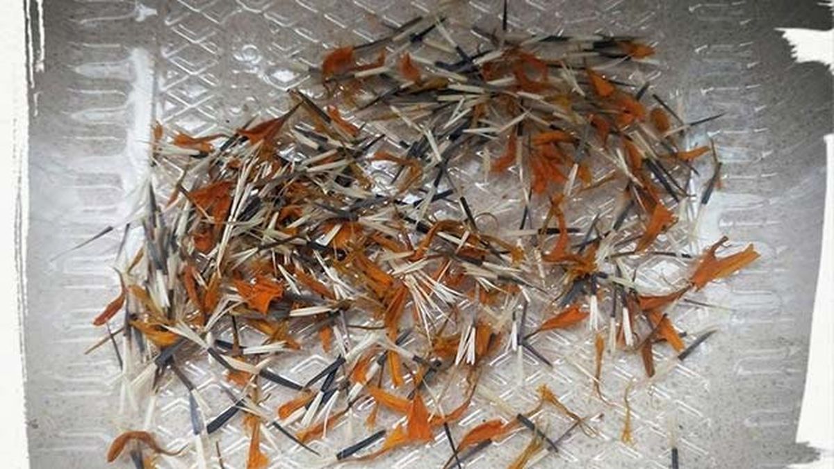 semillas recolectadas para huerta ecologica