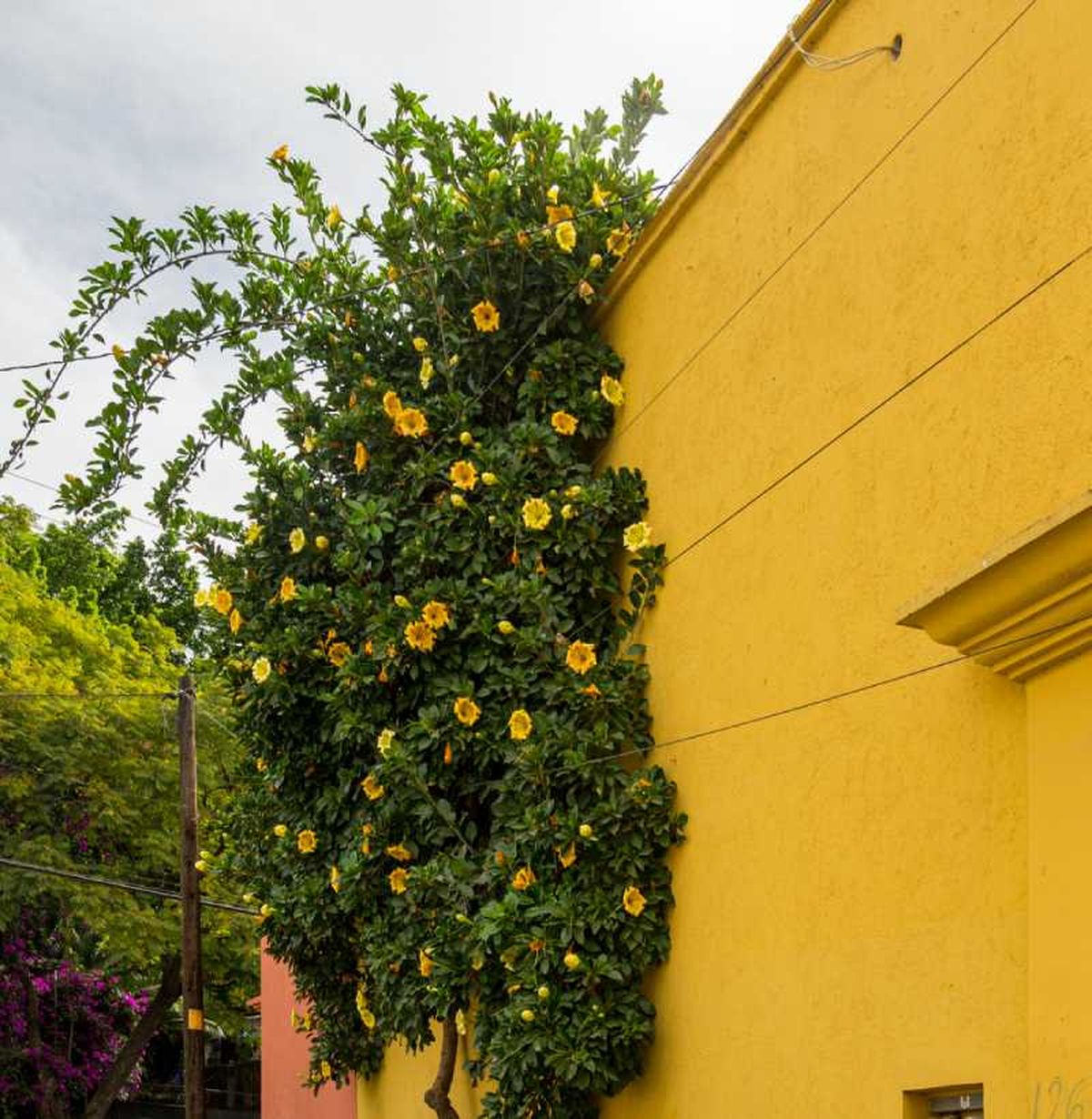 Requiere podas periódicas para controlar su tamaño.