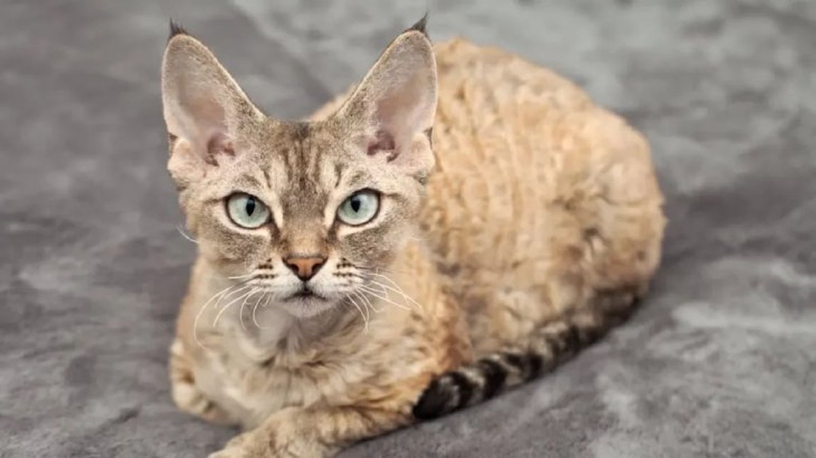 gatos hipoalergenicos devon rex gatos hipoalergenicos devon rex