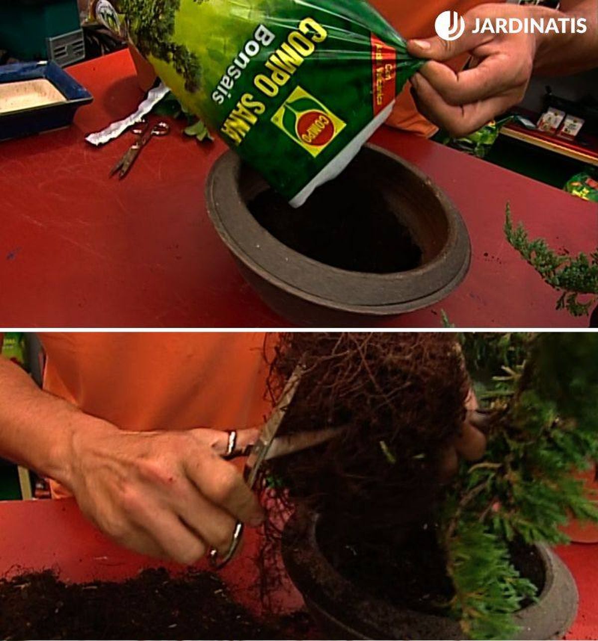 podar raíces de una planta