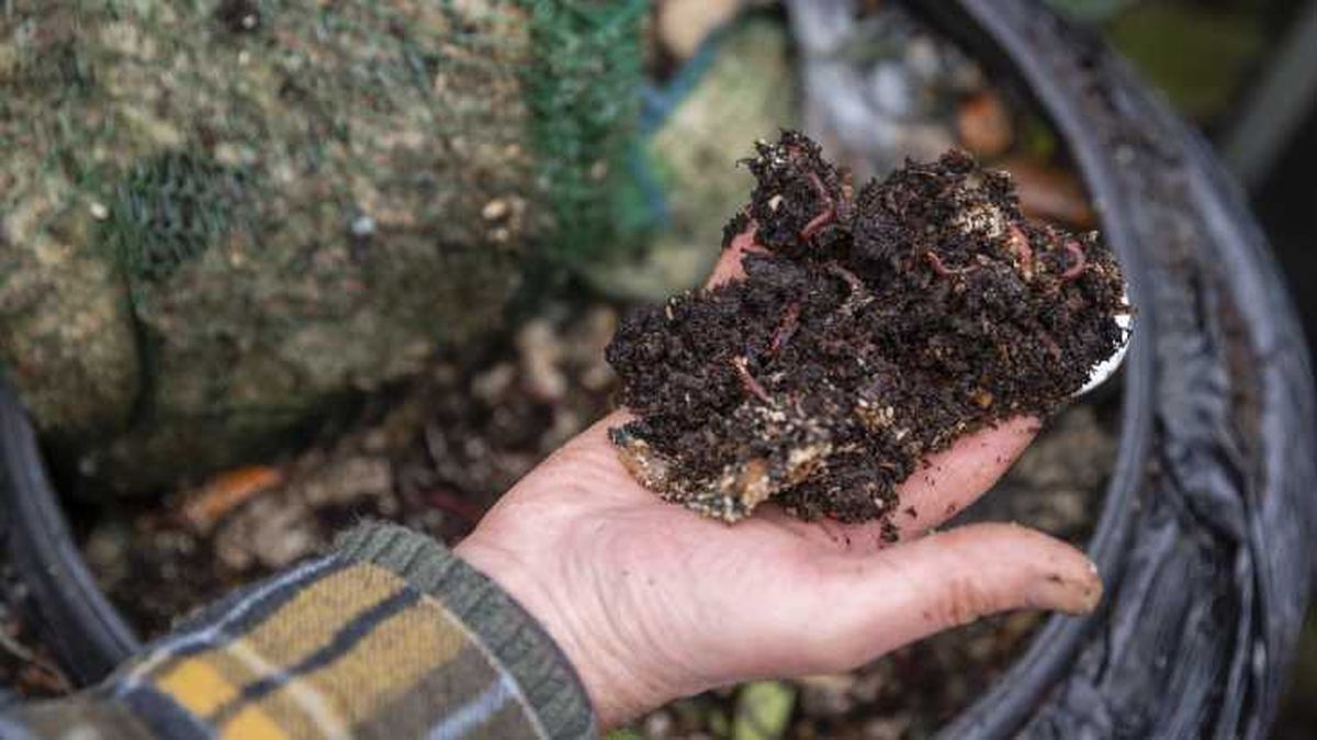 aplicar humus de lomrbiz huerto jardin