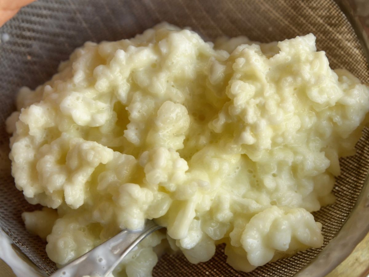 Gránulos de kéfir de leche, la base para preparar kéfir casero en casa.