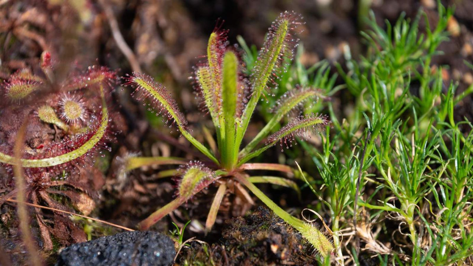 Drosera capensis.