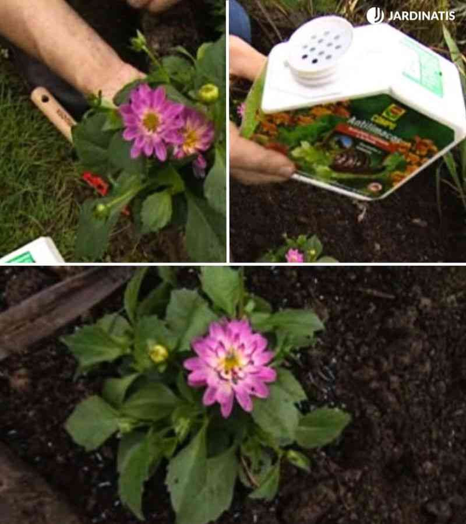 Deberás tener precaución con los caracoles y las babosas Deberás tener precaución con los caracoles y las babosas