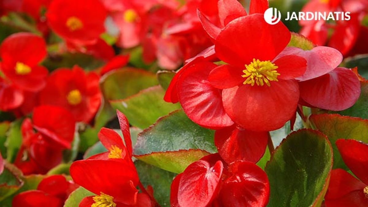 cuidados de la begonia dragon wing