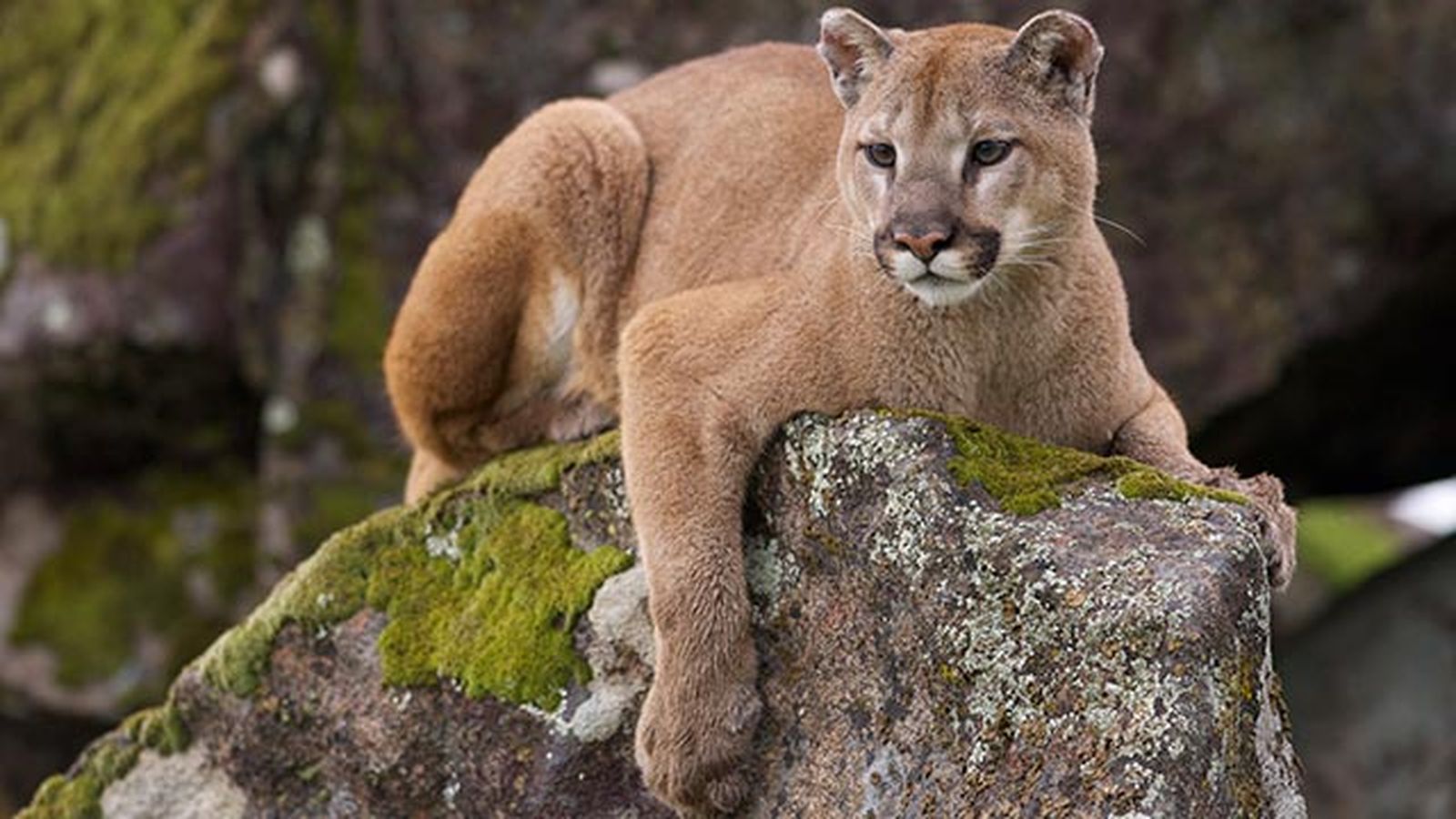 puma leon americano 1 vigilando piedra puma leon americano 1 vigilando piedra