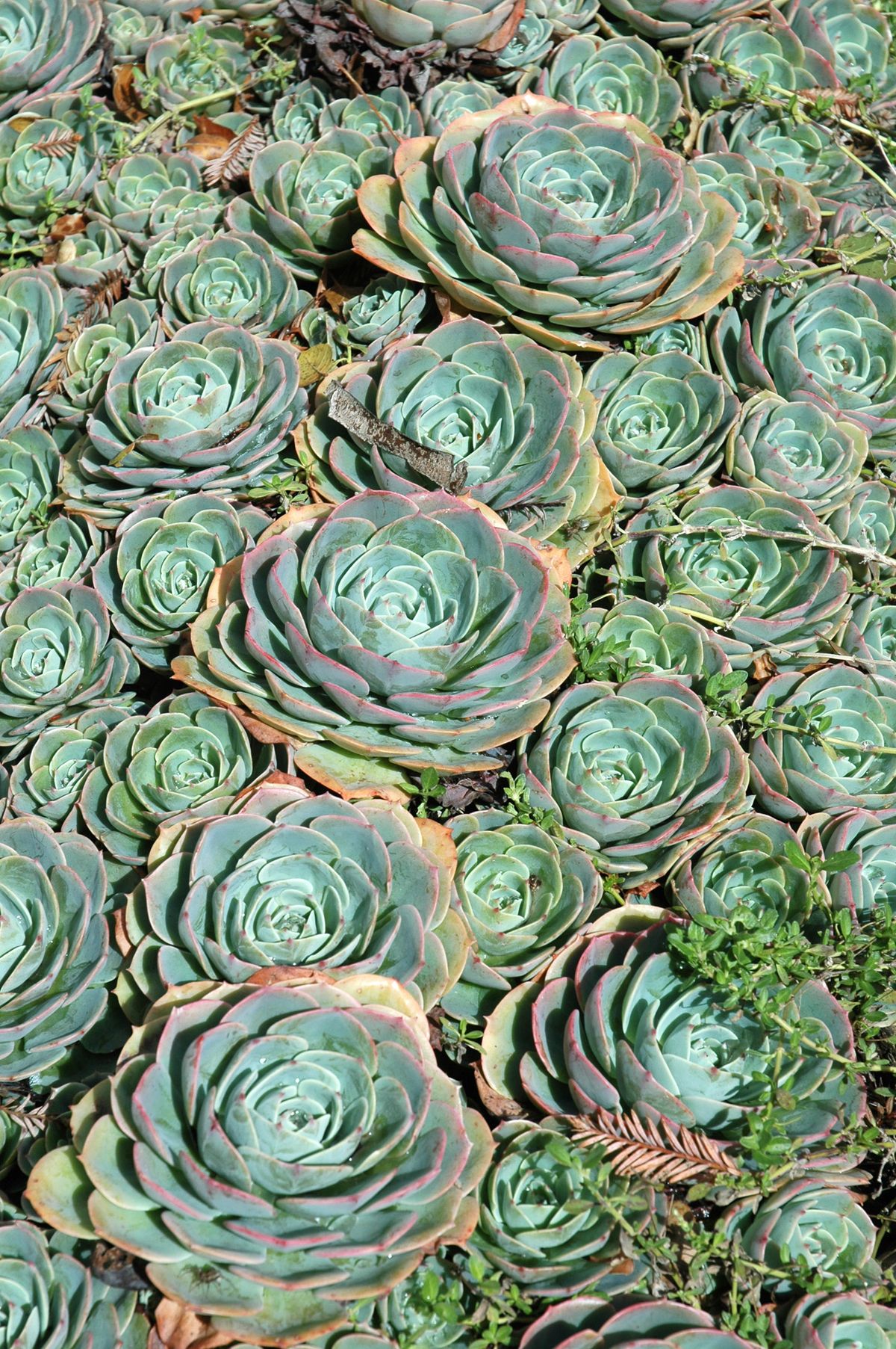 echeveria glauca xl