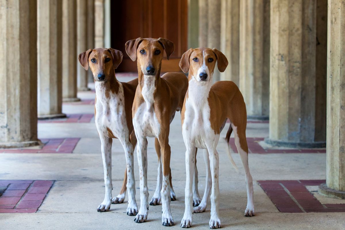 tipos de galgo cachorros azawakh